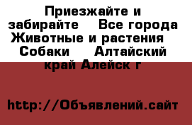 Приезжайте и забирайте. - Все города Животные и растения » Собаки   . Алтайский край,Алейск г.